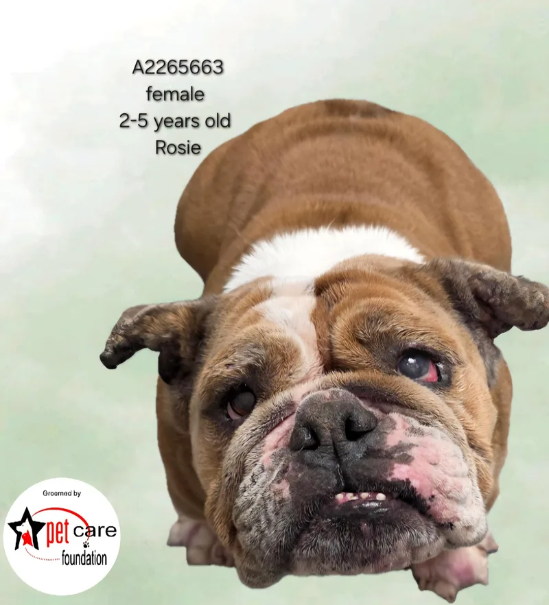 An adult medium-sized female Mixed Breed dog named Rosie for adoption in Los Angeles, CA