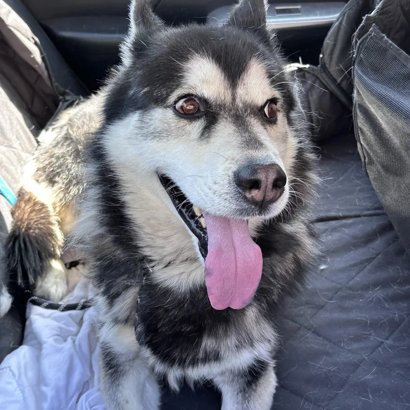 A young medium-sized male Husky dog named Titan for adoption in Arvada, CO