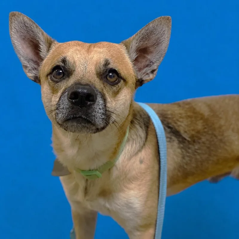 An adult small-sized male Yellow / Tan / Blond / Fawn Chihuahua dog named Pico for adoption in Riverside, CA