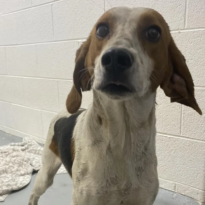 An adult medium-sized male Hound dog named Goofy for adoption in Troy, VA