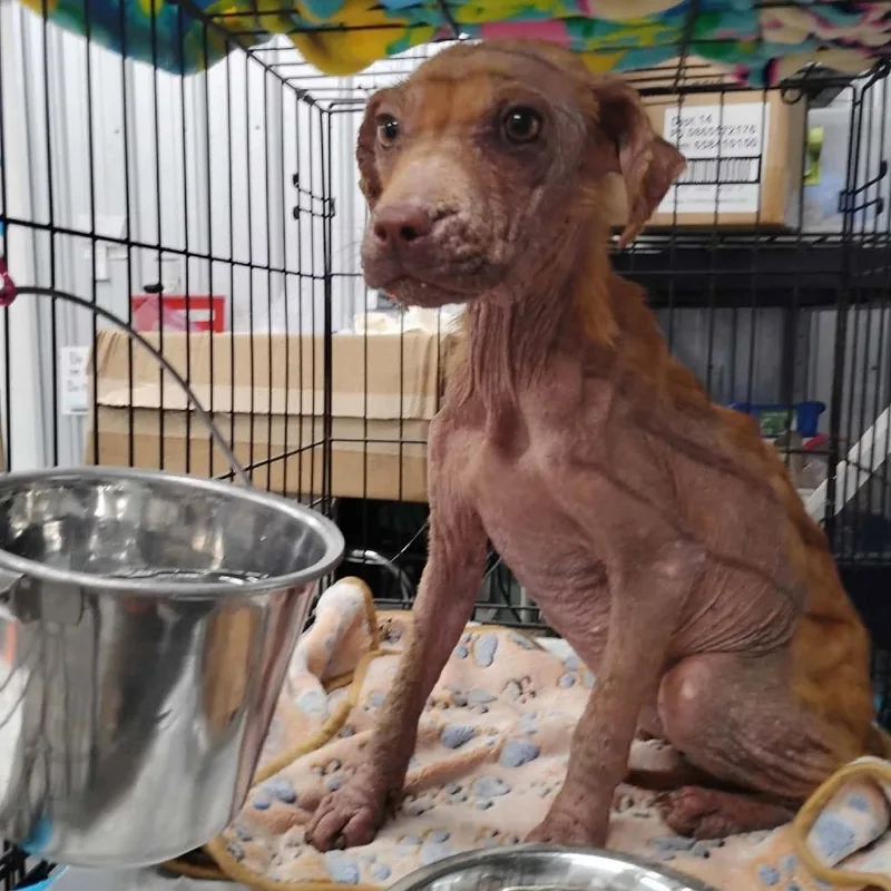 A young small-sized female Red / Chestnut / Orange Dachshund dog named Tinlsey for adoption in Dover, AR