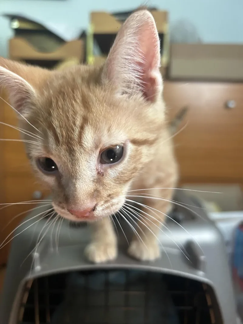 A baby medium-sized male Tabby cat named Nandor for adoption in Greenville, DE