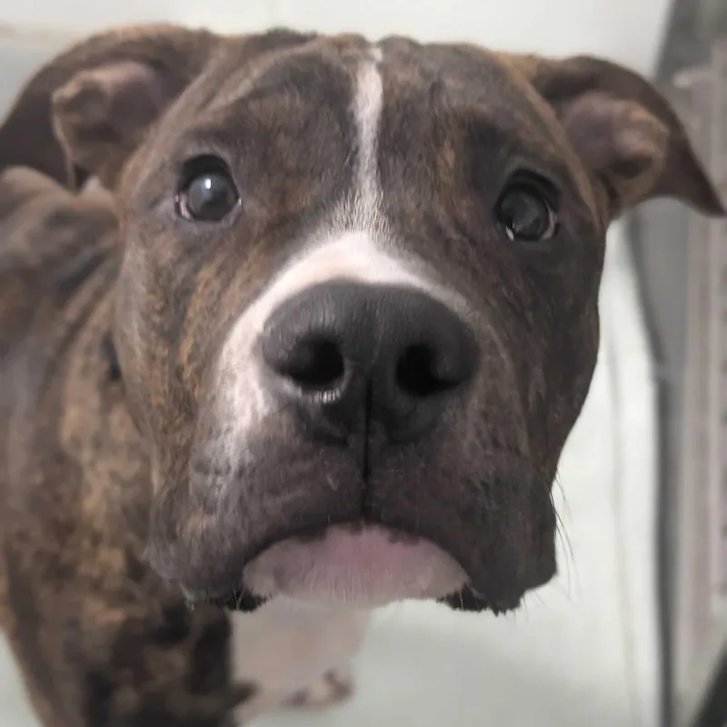 A young medium-sized male Mixed Breed dog named Rune for adoption in Dover, NH