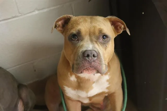 A young medium-sized female Mixed Breed dog named Abigail for adoption in Columbia, SC