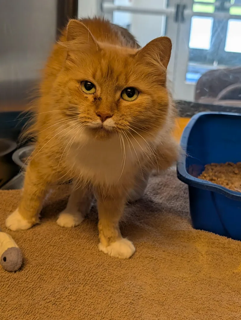 An adult medium-sized female Domestic Medium Hair cat named Razzle Dazzle for adoption in Chambersburg, PA