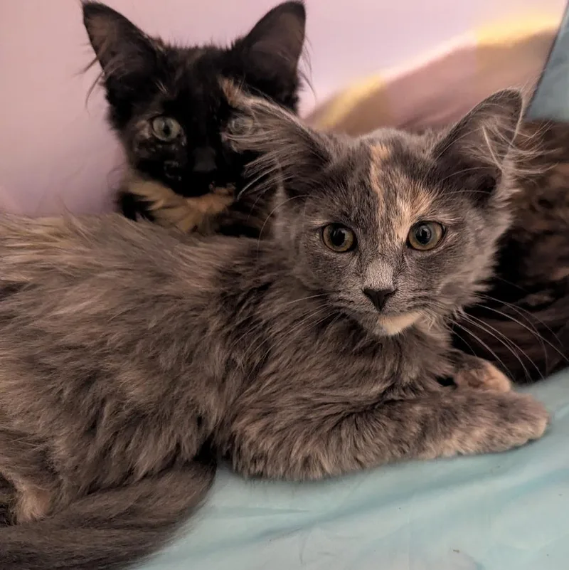 A baby medium-sized female Domestic Medium Hair cat named Louise for adoption in Ferndale, MI