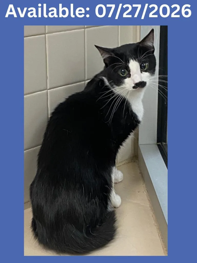 A baby medium-sized male Domestic Short Hair cat named Cat Display  Tuxedo for adoption in Greenville, TX