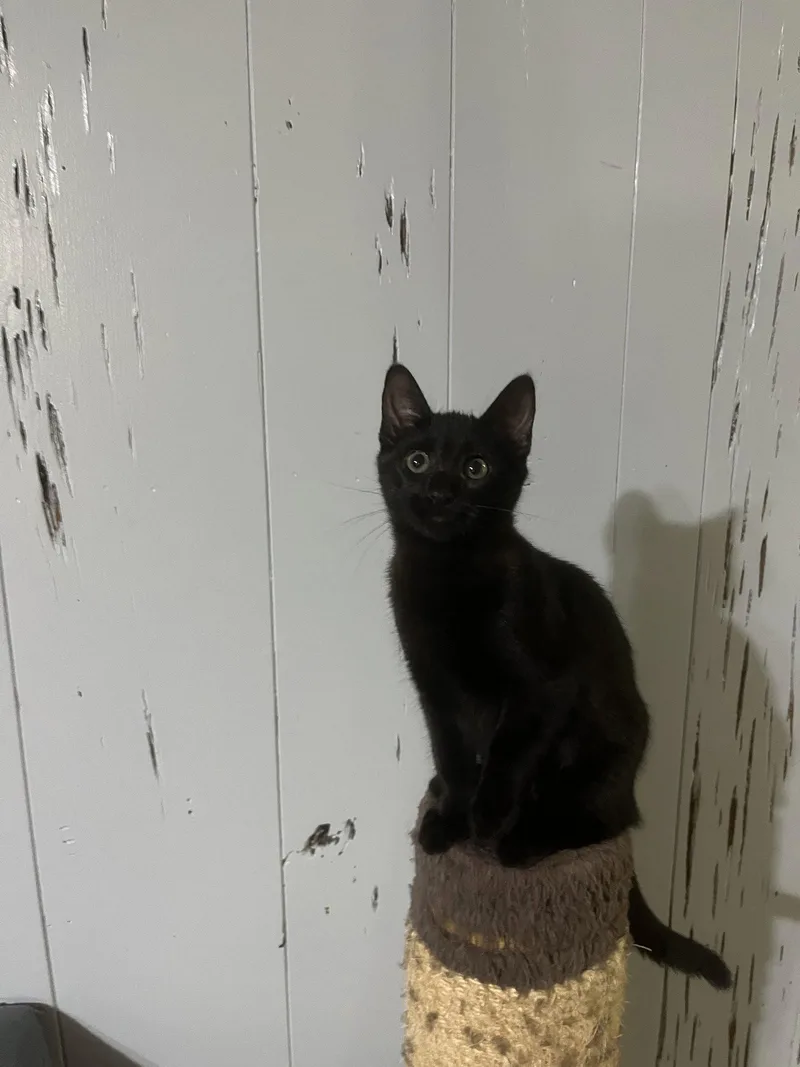 A young medium-sized female Black Domestic Short Hair cat named October for adoption in McKinney, TX