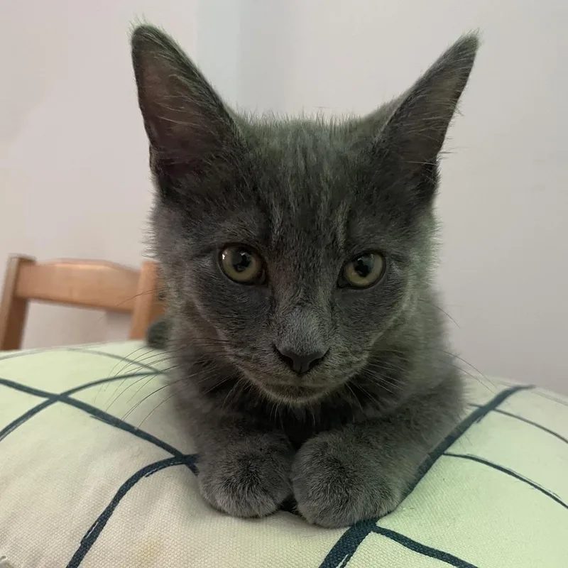 A baby medium-sized male Domestic Short Hair cat named Stevie for adoption in Cumming, GA