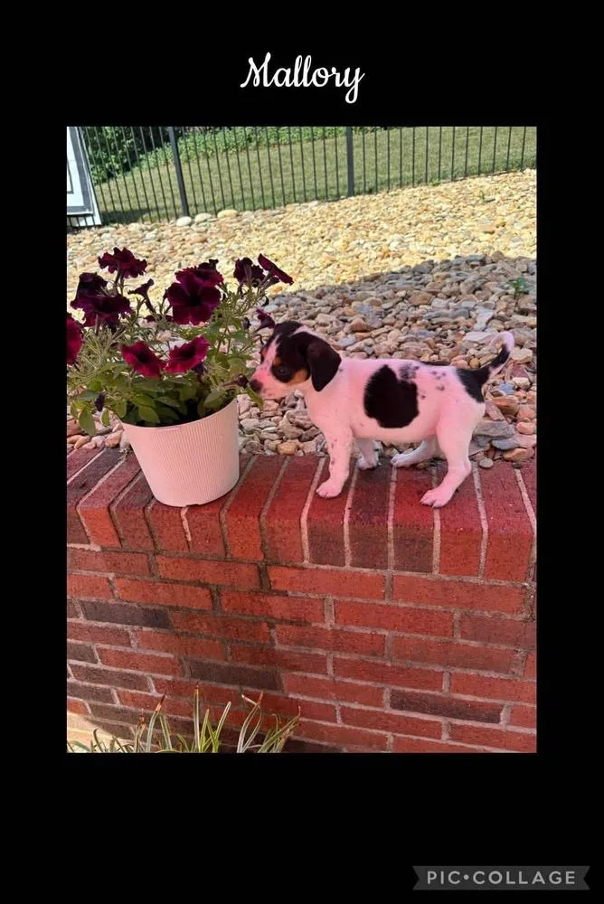 A baby medium-sized female Tricolor (Brown, Black, & White) Beagle dog named Mallory for adoption in Willingboro, NJ