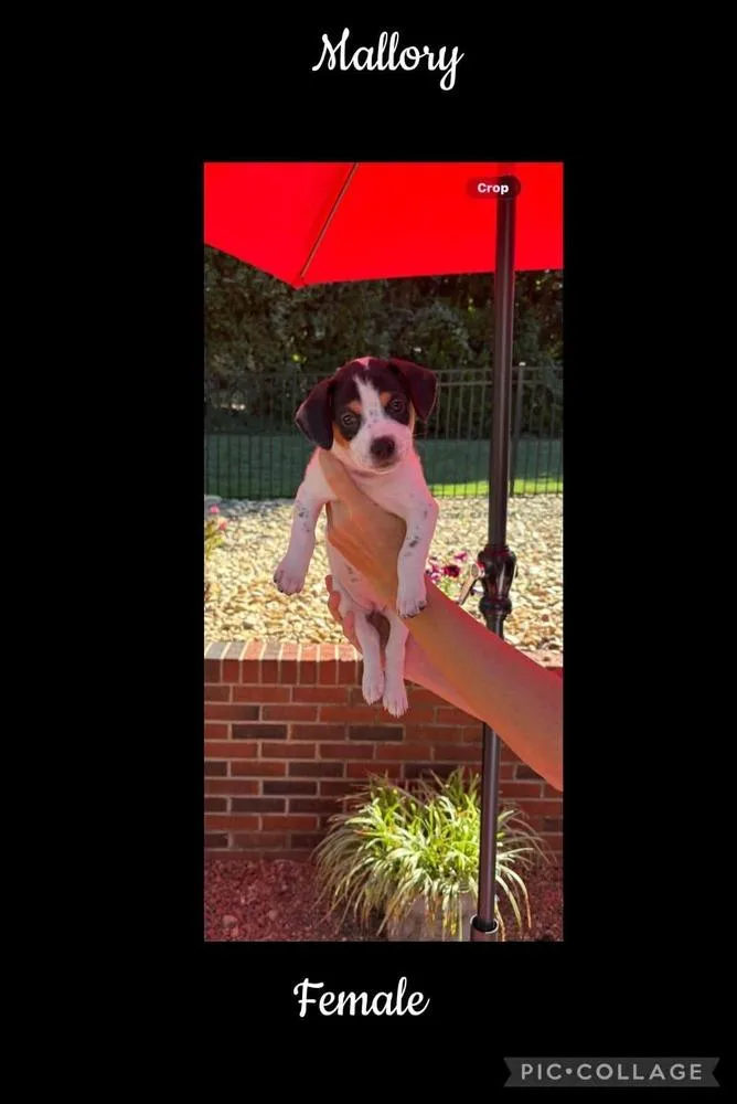 Mallory thumbnail 3