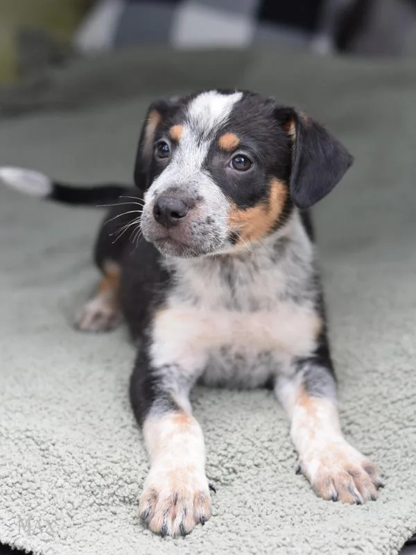 Max
