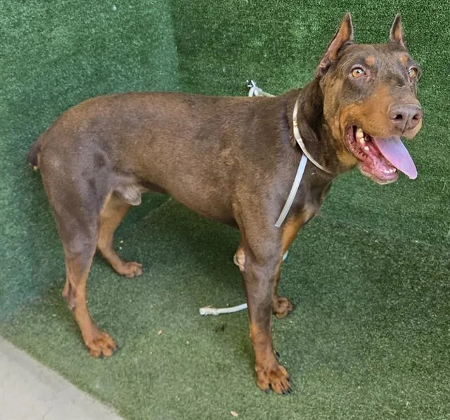 An adult large-sized male Doberman Pinscher dog named Ludwig for adoption in Lancaster, CA