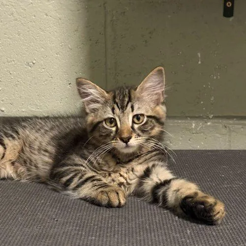 A baby small-sized male Tabby (Brown / Chocolate) Domestic Medium Hair cat named Birria for adoption in Toms River, NJ
