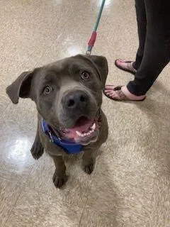 A young large-sized male Gray / Blue / Silver Labrador Retriever dog named Mixel for adoption in Silver Spring, MD