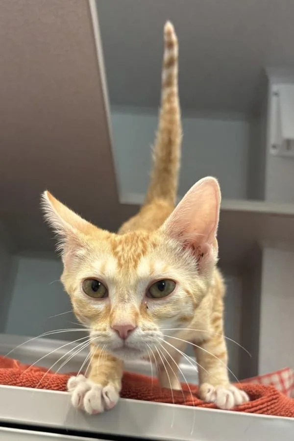 A baby small-sized female Domestic Short Hair cat named Monica for adoption in Stratham, NH