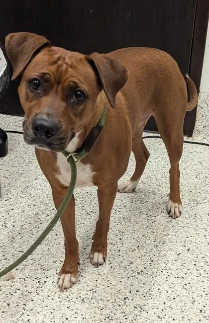 An adult large-sized female Mixed Breed dog named Cyrillic for adoption in Atlanta, GA