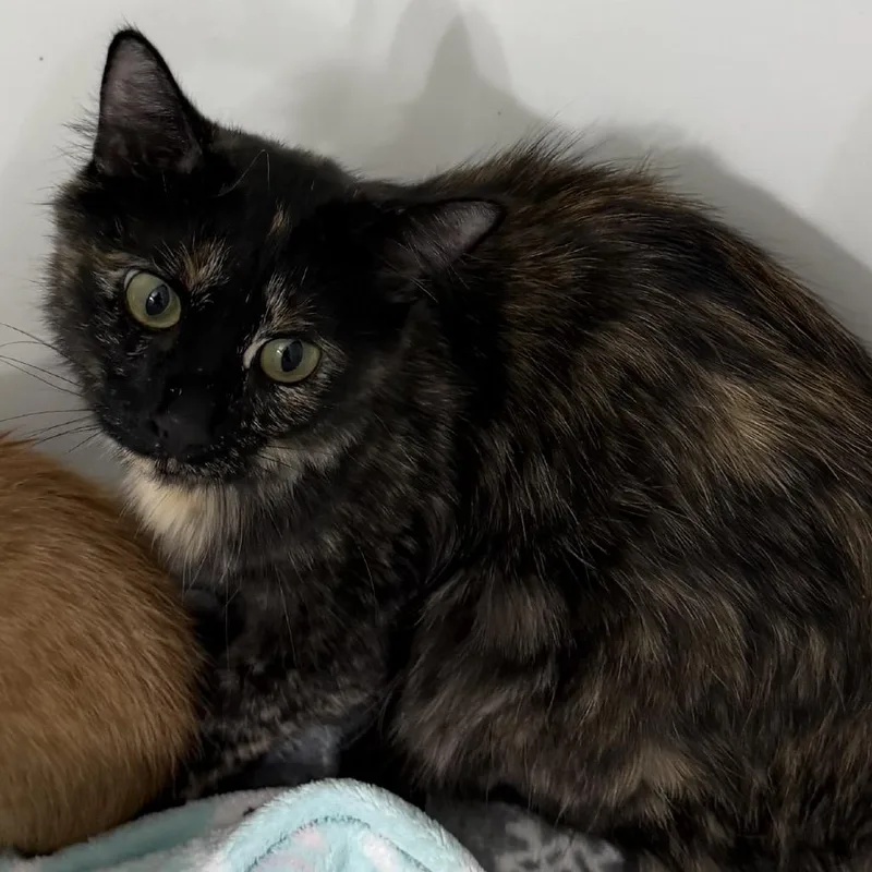 A young small-sized female Tortoiseshell Domestic Short Hair cat named Hera for adoption in Grantsville, UT