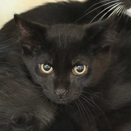 A young medium-sized male Domestic Short Hair cat named Hoover for adoption in Lansing, MI