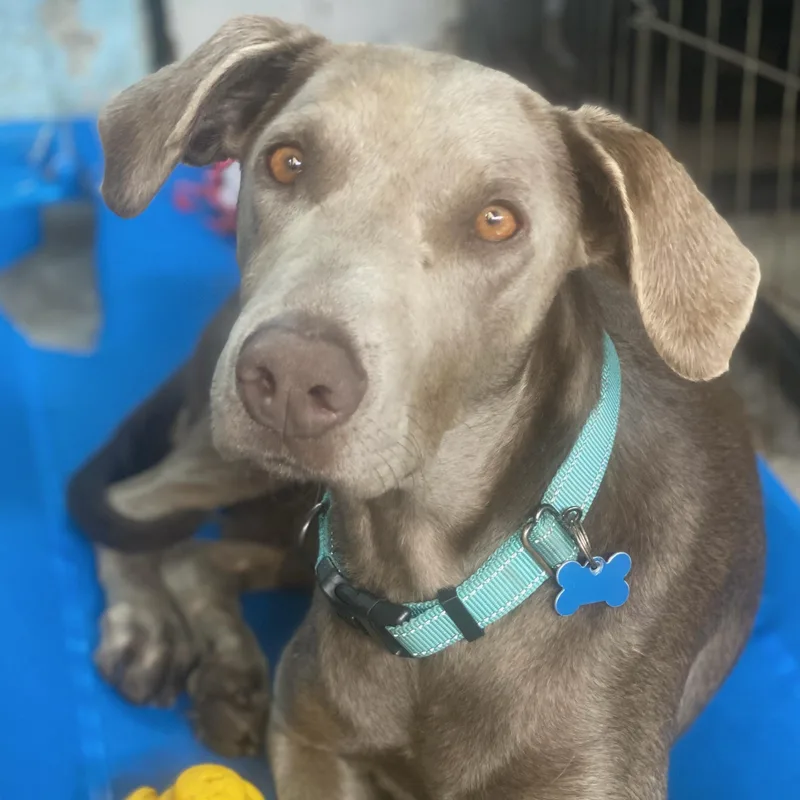 A young large-sized female Weimaraner dog named Calista for adoption in Newport Beach, CA