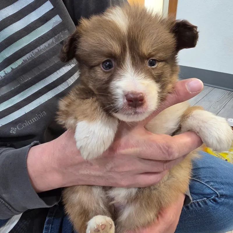 A baby small-sized male Australian Cattle Dog / Blue Heeler dog named Ginger Snap for adoption in Allyn, WA