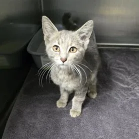 A young medium-sized female Gray / Blue / Silver Domestic Short Hair cat named Mercedes for adoption in Columbia Station, OH