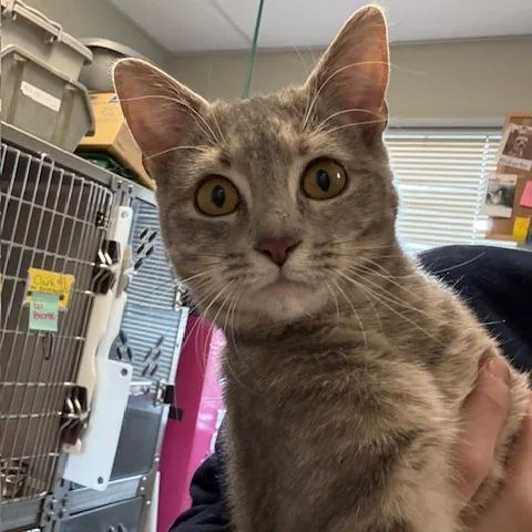 Mercedes thumbnail 2