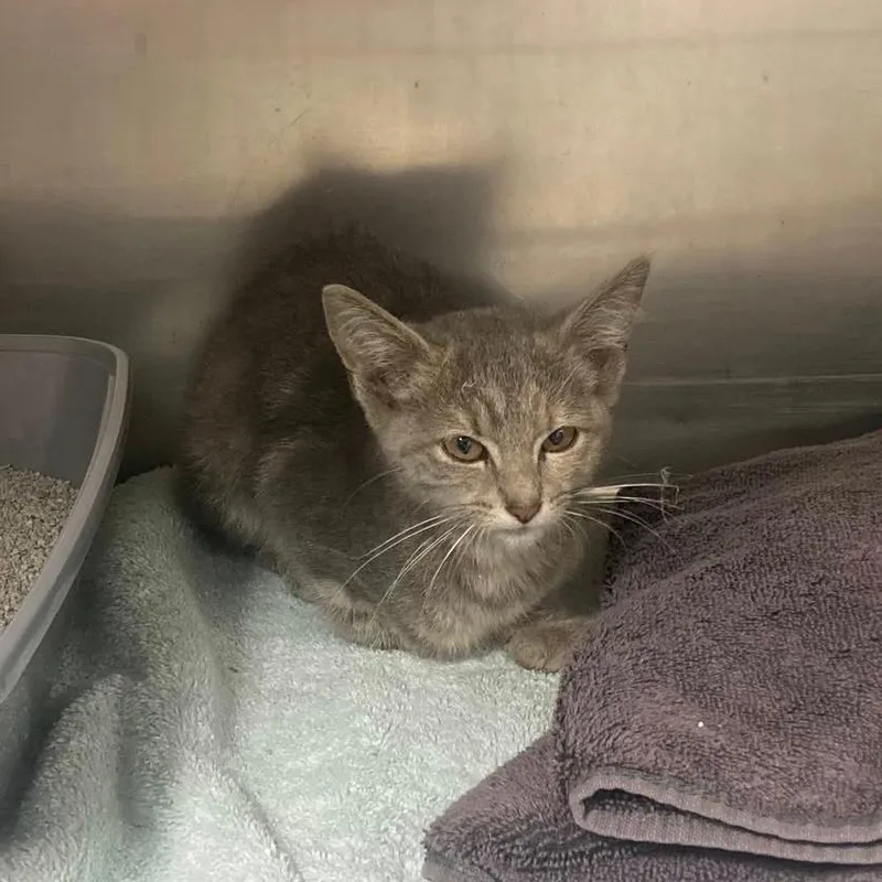 Mercedes thumbnail 3