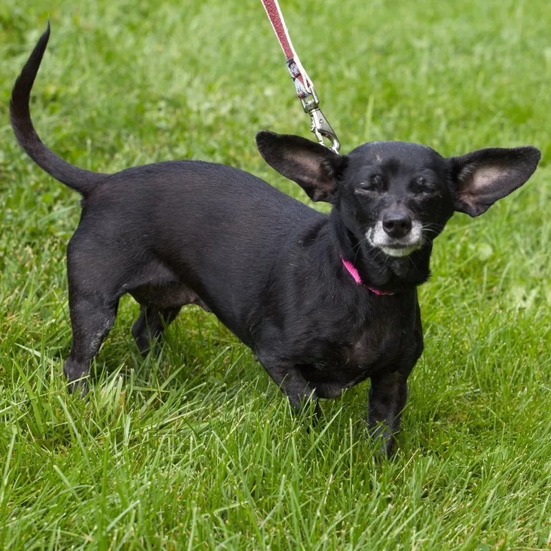 A senior small-sized female Chihuahua dog named Isabelle for adoption in South Elgin, IL