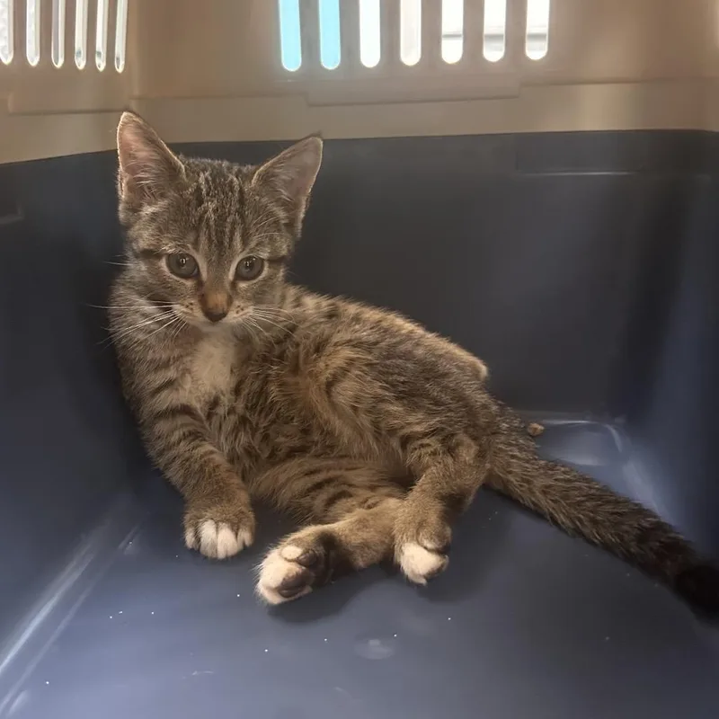 A baby small-sized female Domestic Short Hair cat named Destiny for adoption in Newark, NJ