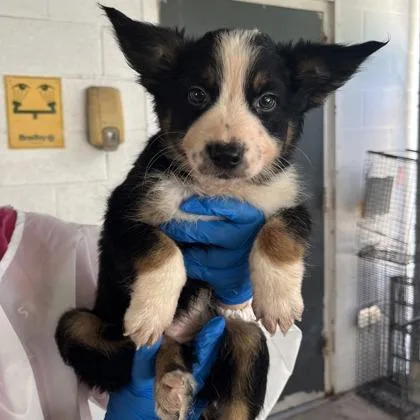 Melo