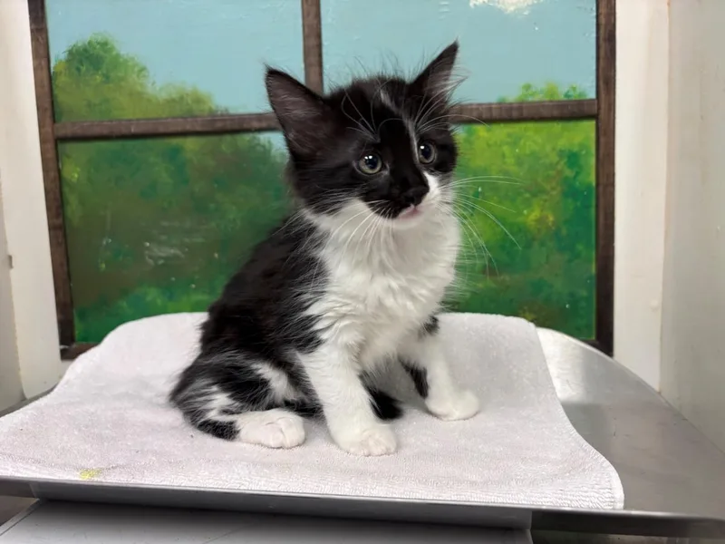 A baby small-sized female Domestic Short Hair cat named Sophia for adoption in Houston, TX