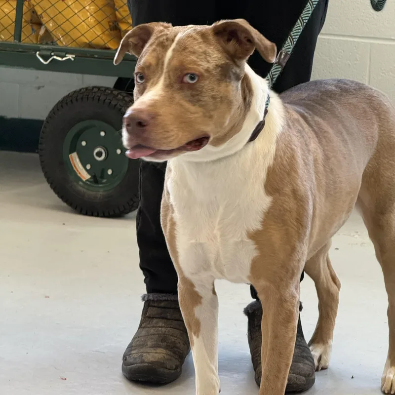A young medium-sized male Yellow / Tan / Blond / Fawn Cattle Dog dog named Henry for adoption in Yonkers, NY