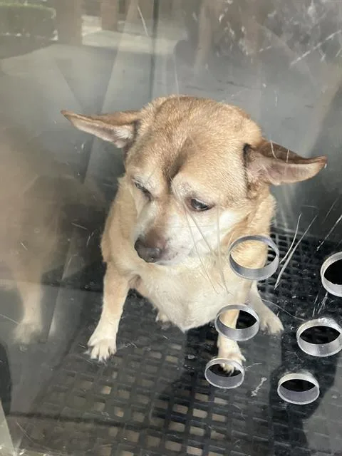 An adult small-sized male Mixed Breed dog named Junior for adoption in Dallas, TX