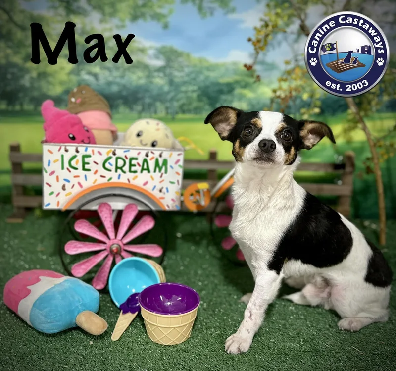 A young small-sized male Tricolor (Brown, Black, & White) Chihuahua dog named Max for adoption in Arcadia, FL
