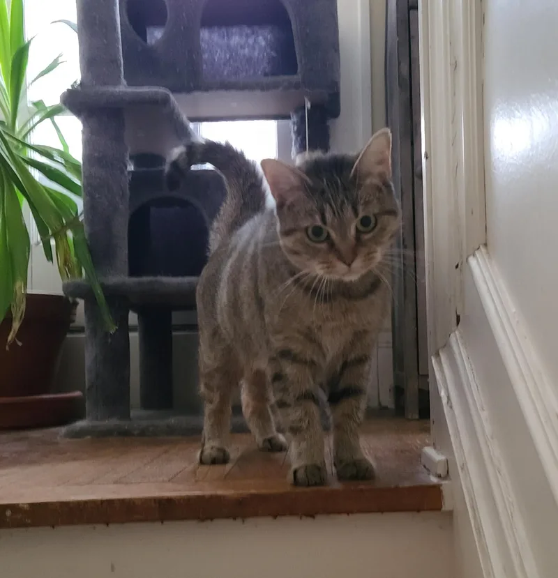 An adult medium-sized female Tabby (Gray / Blue / Silver) Domestic Short Hair cat named Moana  Lovely & for adoption in Cleveland, OH