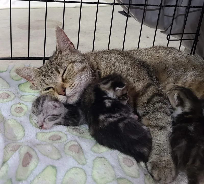 Moana  Lovely & thumbnail 2