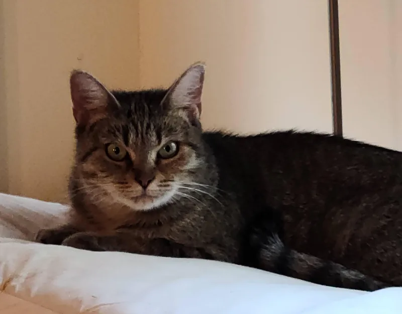 Moana  Lovely & thumbnail 4