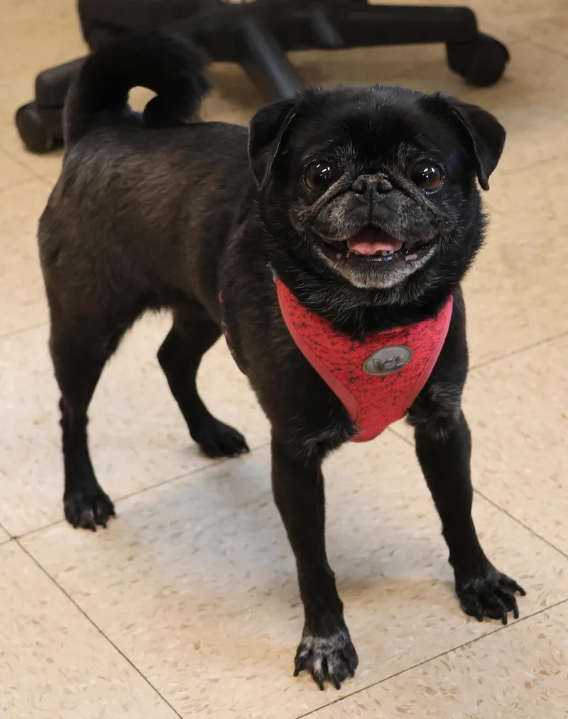 An adult small-sized female Black Pug dog named Ella for adoption in Harrison, NY