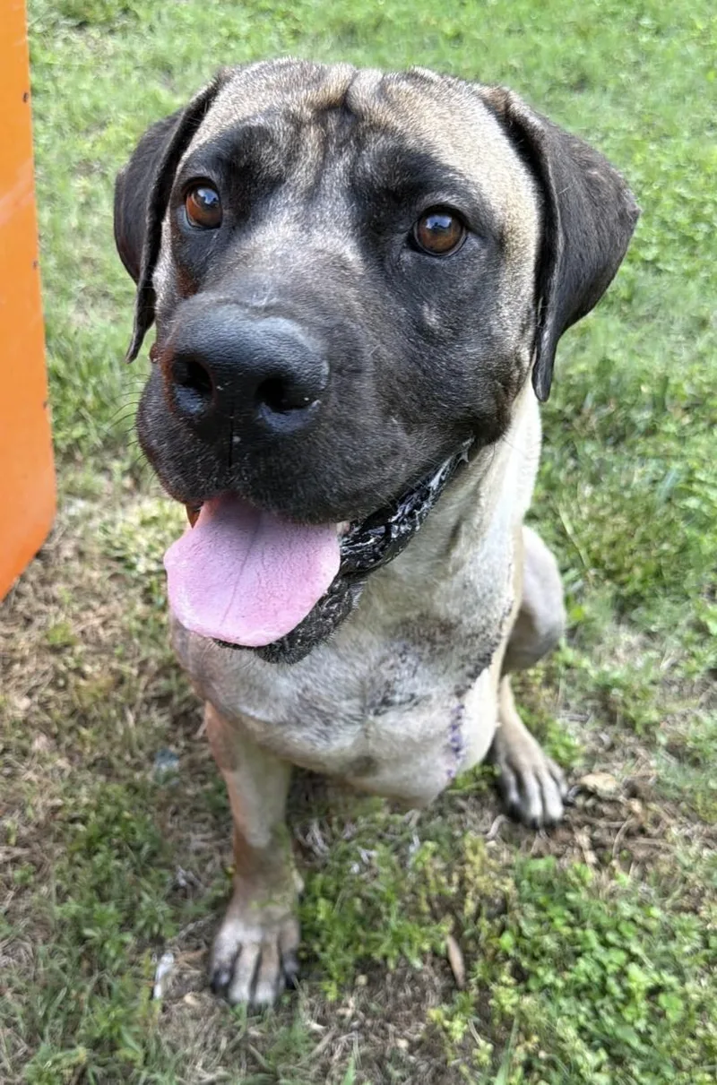 An adult extra large-sized male Mastiff dog named Groot for adoption in Cornelius, NC