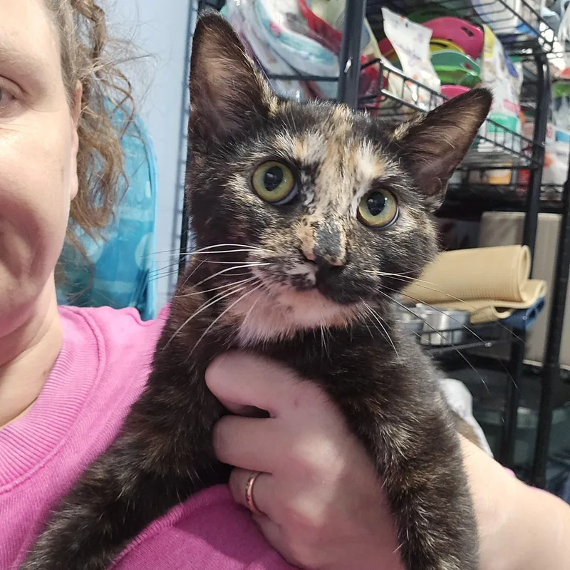 A baby medium-sized female Domestic Short Hair cat named Bonnie for adoption in Quincy, OH