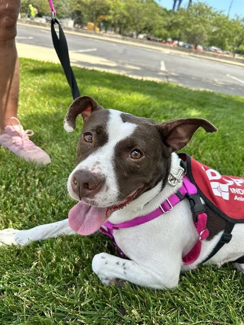 A young medium-sized female Pit Bull Terrier dog named Audrey Hepburn for adoption in Indianapolis, IN