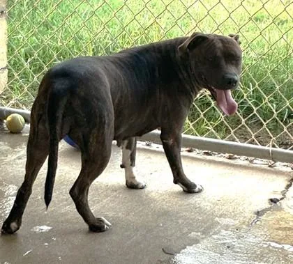 Roxy