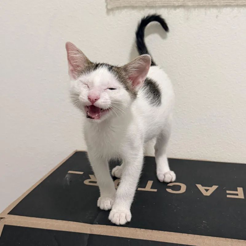 A baby medium-sized male White Domestic Short Hair cat named Mario for adoption in Maple Valley, WA
