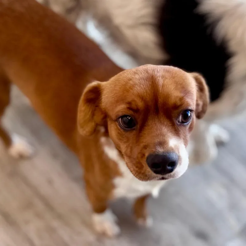 An adult small-sized male Yellow / Tan / Blond / Fawn Terrier dog named Freddy for adoption in Green Bay, WI