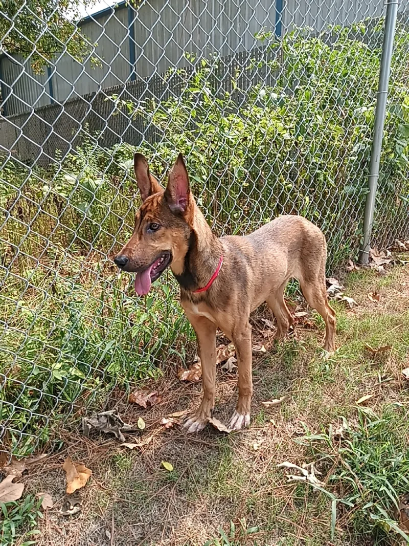 A young medium-sized female German Shepherd Dog dog named Winona for adoption in North Little Rock, AR