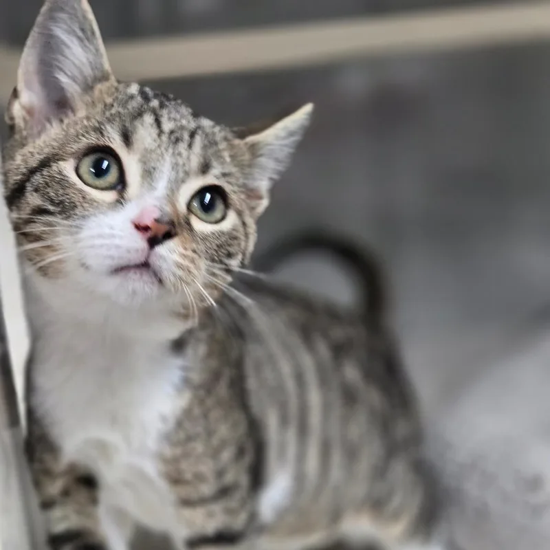 A baby small-sized male Brown / Chocolate Domestic Short Hair cat named Clove for adoption in Lexington, SC