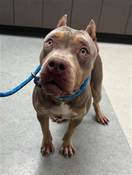 A young medium-sized female Pit Bull Terrier dog named Kitana for adoption in Van Nuys, CA