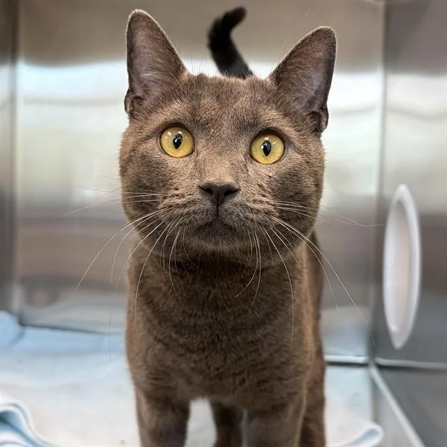 A young small-sized male Domestic Short Hair cat named Smoke for adoption in Centerville, MA