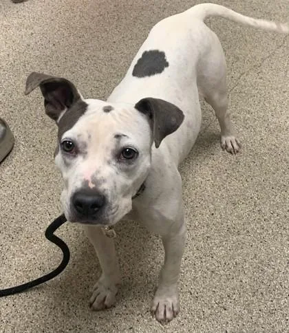 An adult medium-sized female Pit Bull Terrier dog named Cookie for adoption in Conway, AR